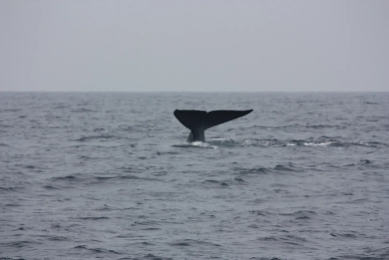 The tail of a blue whale diving off Mirissa during the whale watching season
