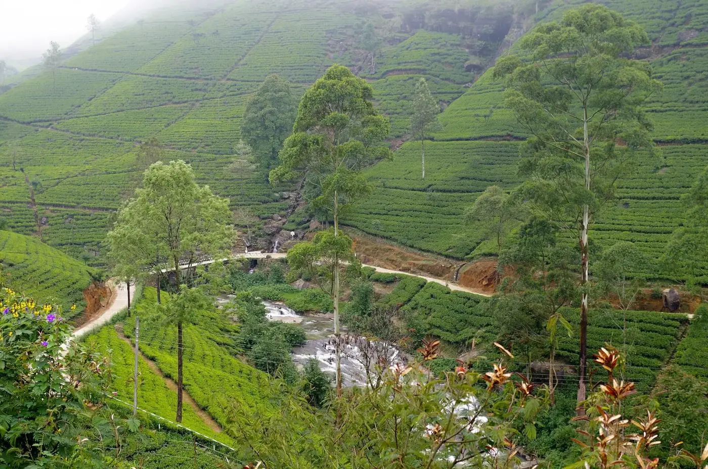 Tea plantations on the hillsides around Nuwara Eliya in Sri Lanka's hill country