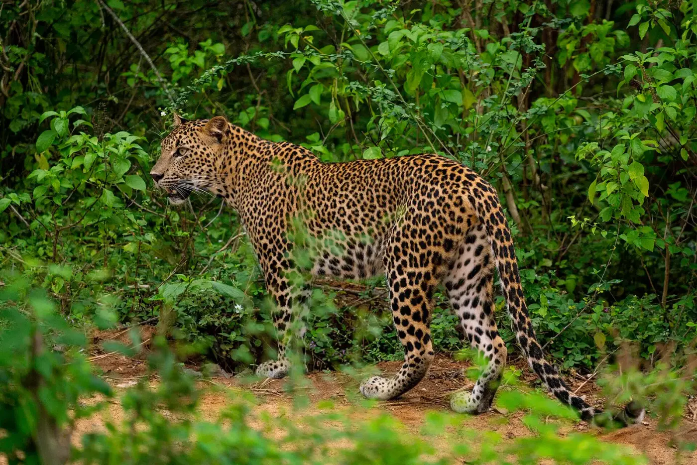 A Sri Lankan leopard walking through the forest in Yala National Park